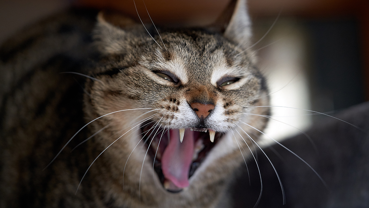 Feulement Pourquoi mon chat feule ? Qu'est-ce qui explique ce comportement